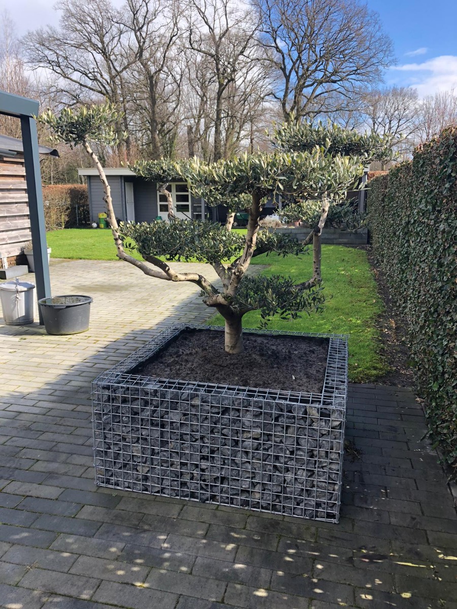 Gabionen-Hochbeeten mit Olivenbaum