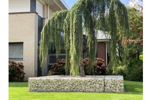 Gabionen Hochbeet mit Yellow Sun – Yellow Sun Bruchstein Inspiration. Gabionen Hochbeet mit Yellow Sun
